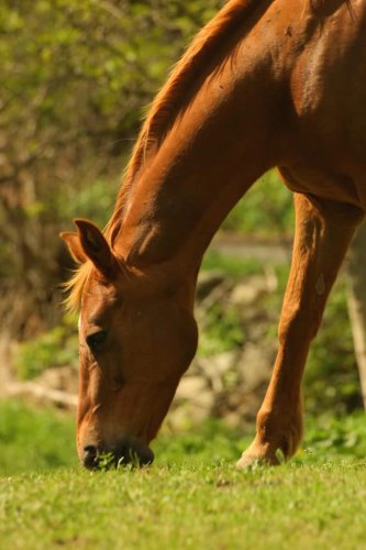 Managing your horse's weight