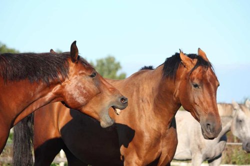 Moving Homes  New Horse Behaviour