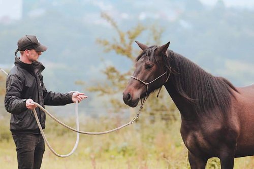 Horse behaviour & learning: Part 2