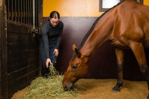 10 Rules of feeding your horse and why