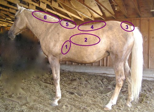 Assessing your horses bodyweight and body condition