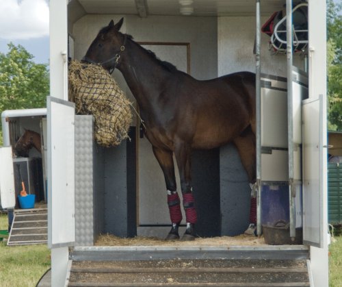 Safe Travels  Top tips for getting out with your horse