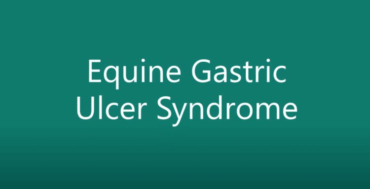 Preventing Equine Gastric Ulcer Syndrome