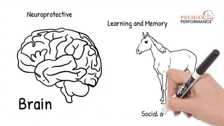 The Role of Nitric Oxide in Horses