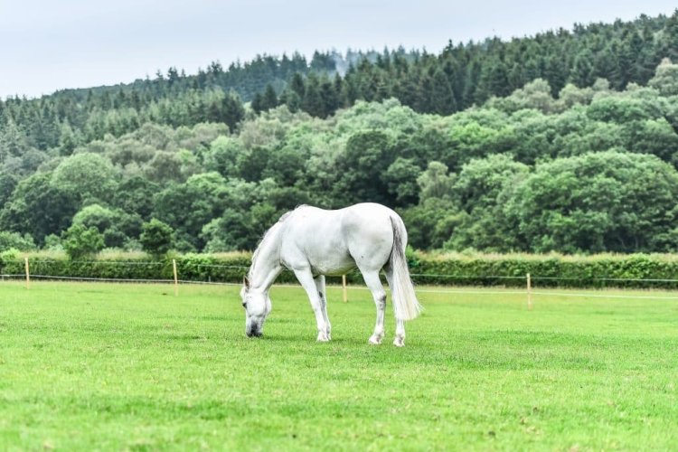 Understanding your horse's pasture