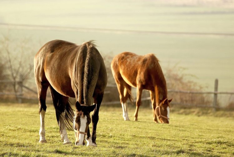 Managing your horses pasture