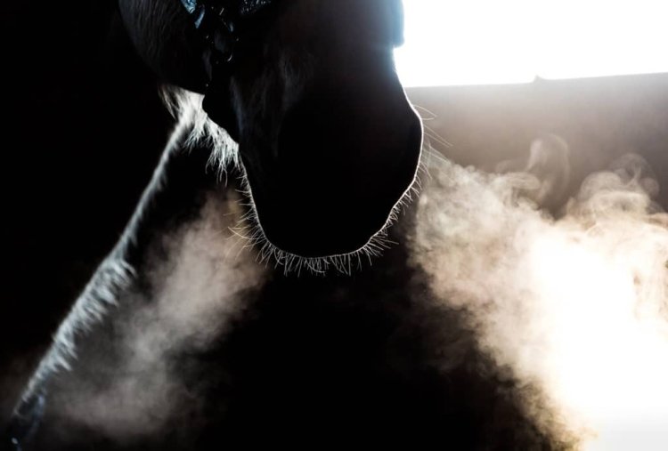 Respiratory Health in Horses