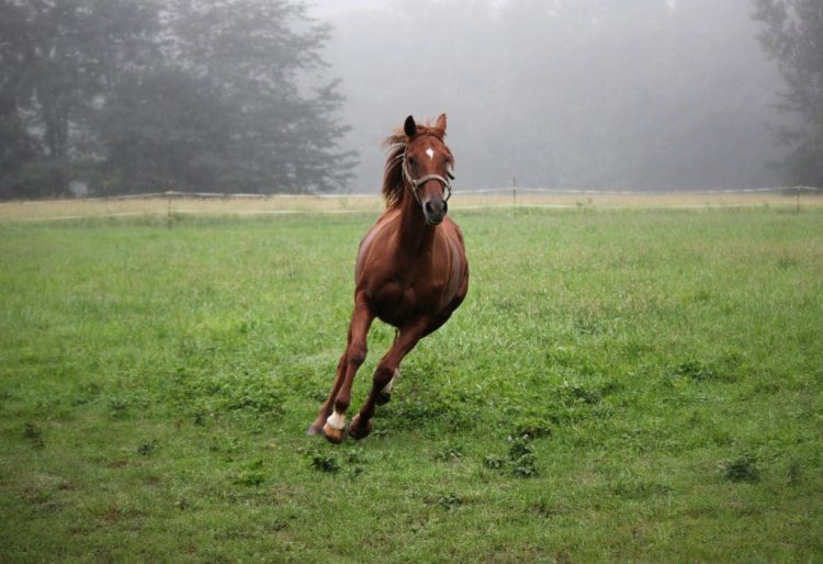 Reproduction & behaviour in the mare