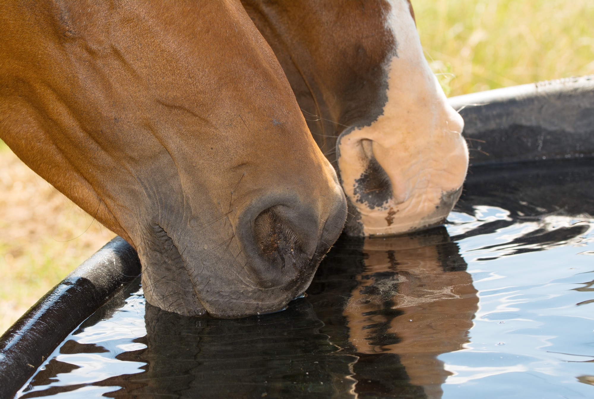 Horses drinking fro a trough