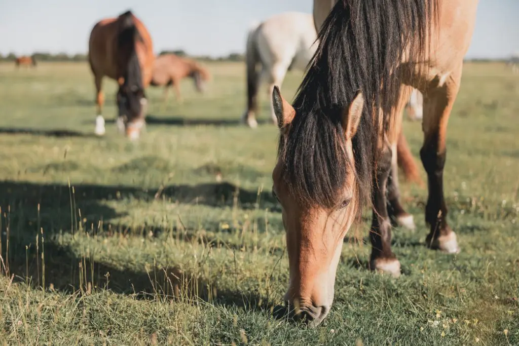 Laminitis horse feeding article