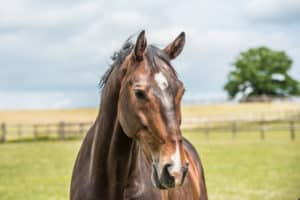 Premier Performance horse closeup