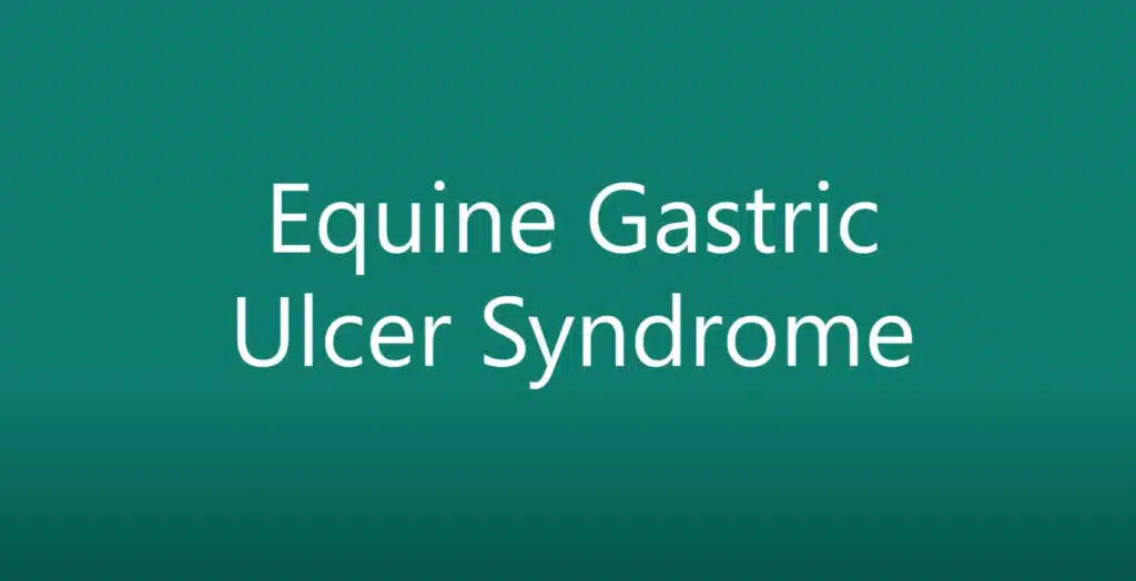 Equine Gastric Ulcer Sundrome Video
