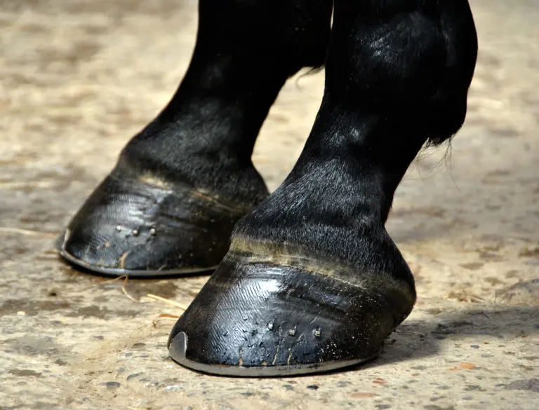 Horse Hoof - Hooves