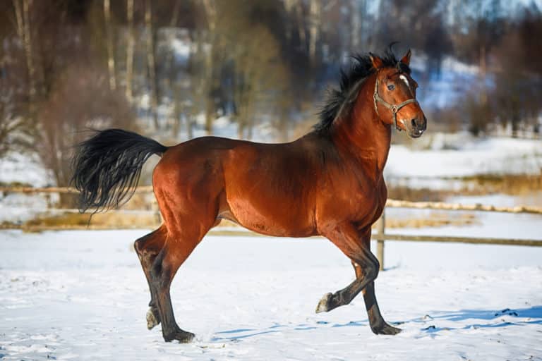 Horse in the winter with snow