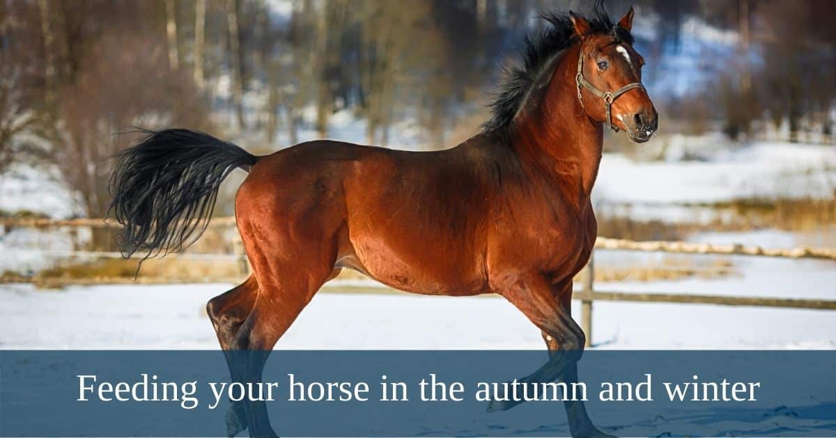 Feeding your horse in the autumn and winter - Premier Performance CZ