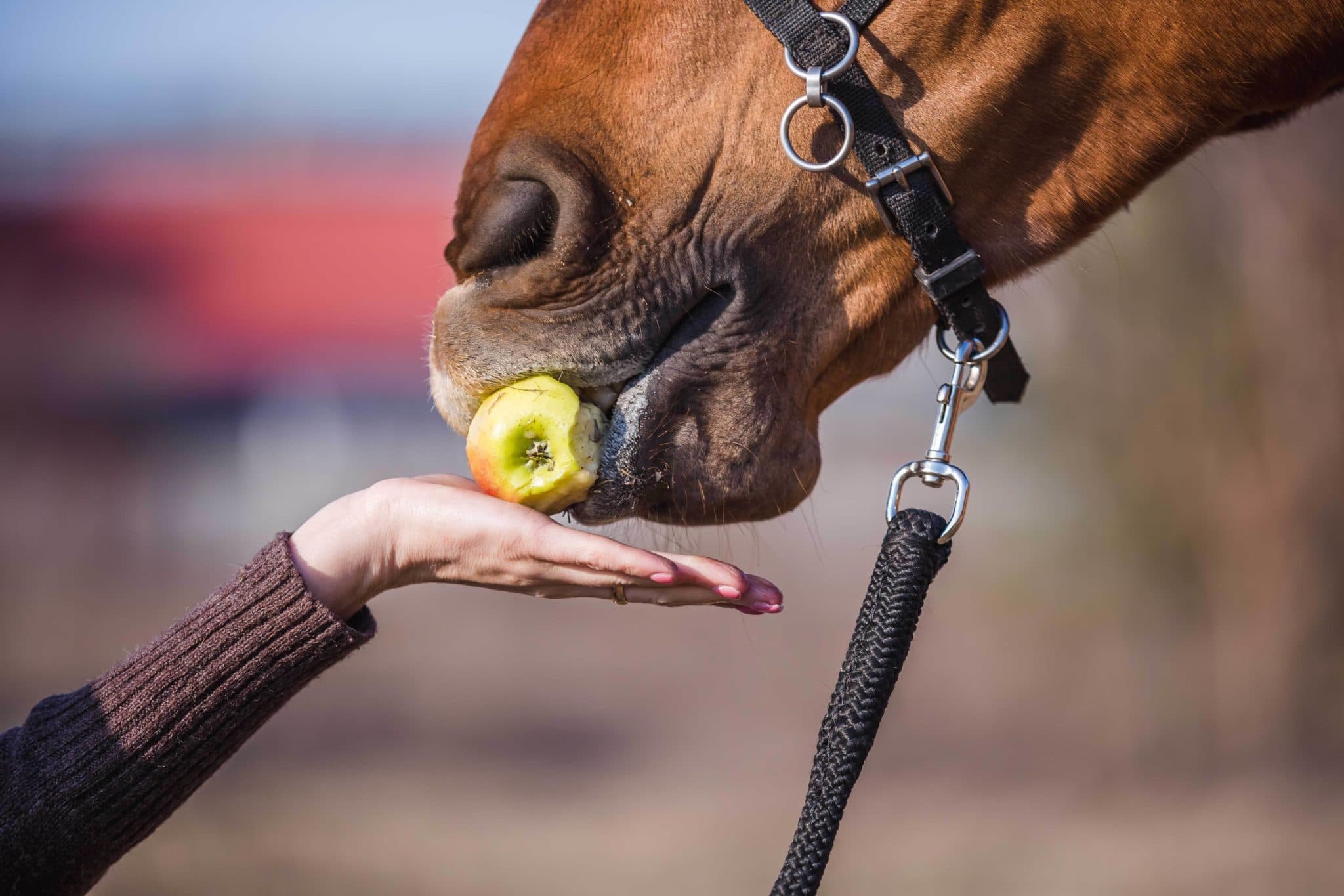 Horse Eating Apple