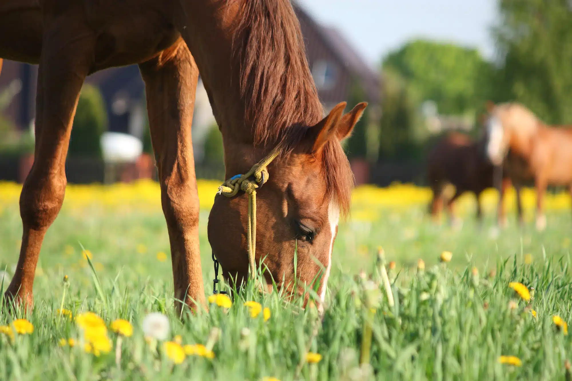Chestnut horse eating grass in a field