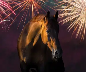 Fireworks around horse